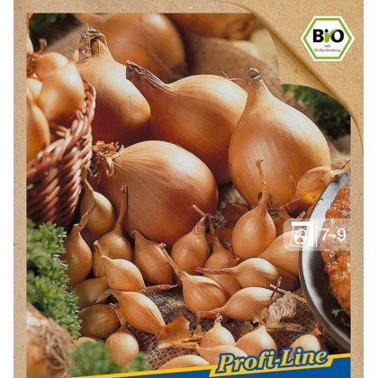 BIO Cibule sazečka Setton - Allium cepa - prodej bio cibulek - 40 ks