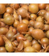BIO Cibule sazečka Sturon - Allium cepa - prodej bio cibulek - 125 ks