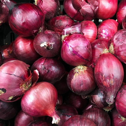 Cibule sazečka červená - Allium cepa - prodej cibulek - 250 g