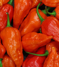 Chilli Bhut Jolokia oranžové - Capsicum chinense - prodej semen - 5 ks