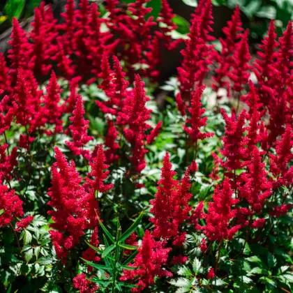 Čechrava Else Schluck - Astilbe - prodej cibulovin - 1 ks