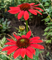 Třapatkovka Red Magnus - Echinacea - prodej prostokořenných sazenic - 1 ks