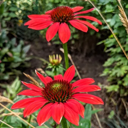 Třapatkovka Red Magnus - Echinacea - prodej prostokořenných sazenic - 1 ks