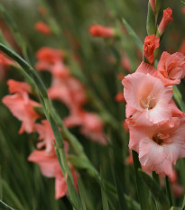 Gladiol Rose Supreme - Gladiolus - prodej cibulovin - 3 ks