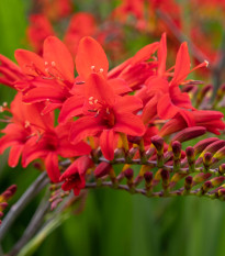 Montbrécie Lucifer - Crocosmia - prodej cibulovin - 4 ks