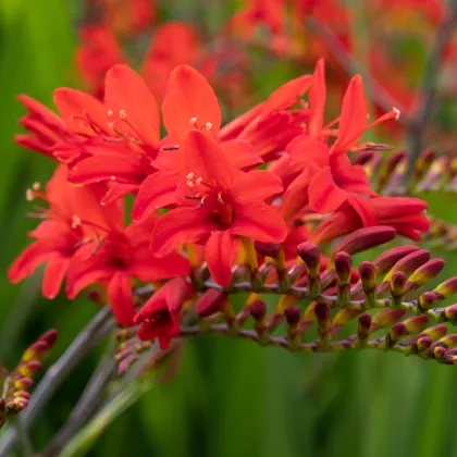 Montbrécie Lucifer - Crocosmia - prodej cibulovin - 4 ks