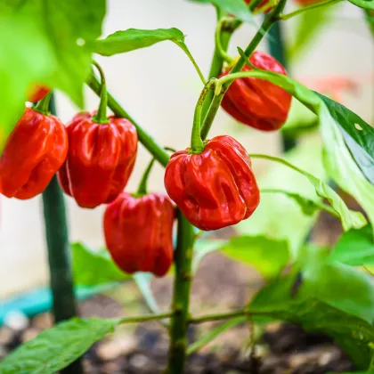 Chilli brazilský pepř - Capsicum chinense - prodej semen - 6 ks