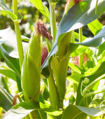 BIO Kukuřice pukancová Cinema - Zea mays - prodej bio semen - 15 ks