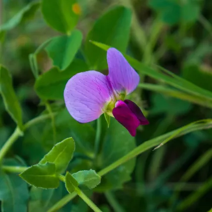 BIO Hrách cukrový Golden Sweet - Pisum sativum - prodej bio semen - 35 ks