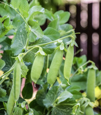 BIO Hrách dřeňový Maxigolt - Pisum sativum - prodej bio semen - 35 ks