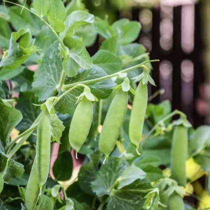 BIO Hrách dřeňový Maxigolt - Pisum sativum - prodej bio semen - 35 ks