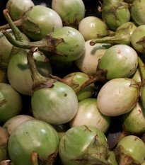 Lilek Zelené jablko - Solanum melongena - prodej semen - 6 ks