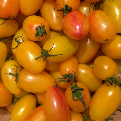 Rajče Artisan Blush Tiger - Solanum lycopersicum - prodej semen - 20 ks