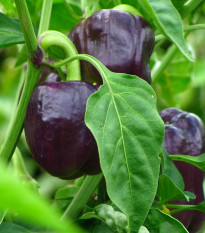 BIO Paprika Babybell chocolate - Capsicum annuum - prodej bio semen - 10 ks