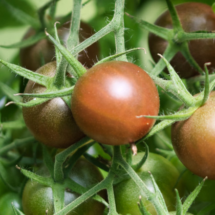 BIO Rajče Koktejlové Brown Berry - Solanum lycopersicum - prodej bio semen - 7 ks