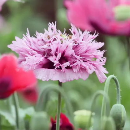 Mák okrasný Lilac Pompon - Papaver somniferum - prodej semen - 200 ks