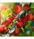BIO Divoké rajče Rote Murmel - Solanum pimpinellifolium - prodej bio semen - 6 ks