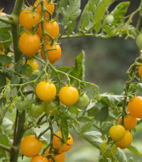 Rajče divoké Murmel žluté - Solanum pimpinellifolium - prodej semen - 6 ks