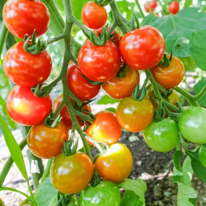 BIO Rajče koktejlové Primavera - Solanum lycopersicum - prodej bio semen - 7 ks