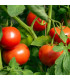 BIO Rajče Primabella PhR - Solanum lycopersicum - prodej bio semen - 8 ks