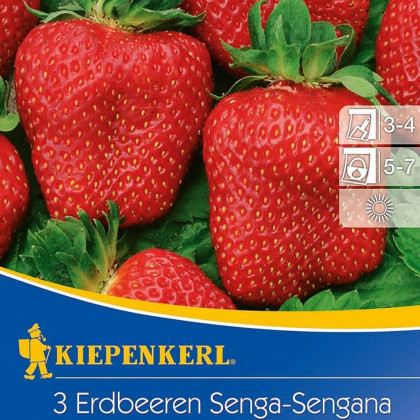Jahodník Senga - Fragaria ananassa - prodej prostokořenných sazenic - 3 ks