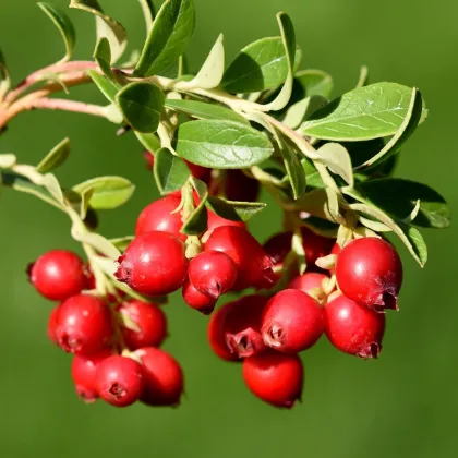 Brusinka červená - Klikva - Vaccinium oxycoccus - prodej sazenic - 1 ks