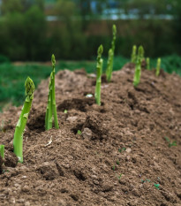 Chřest Boonlim - Asparagus officinalis - prodej prostokořenných sazenic - 1 ks