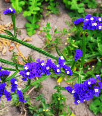 Limonka chobotnatá modrá - Limonium sinuatum - prodej semen - 30 ks