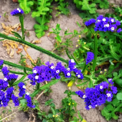 Limonka chobotnatá modrá - Limonium sinuatum - prodej semen - 30 ks