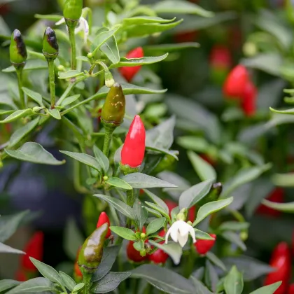 Chilli Prairie Fire - Capsicum annuum - prodej semen - 6 ks