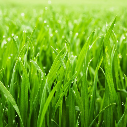 Chytrý trávník 3v1 - Easygarden - prodej semen a hnojiv - 0,5 x 10 m