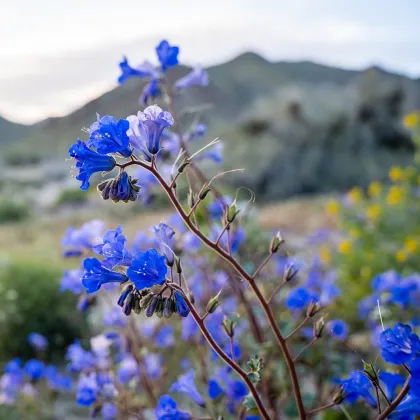 Svazenka modrá - Phacelia campanularia - prodej semen - 0,7 g