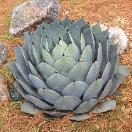 Agáve parryi - Agave parryi - prodej semen - 9 ks