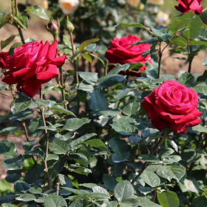Růže velkokvětá pnoucí tmavě červená - Rosa - prodej prostokořenných sazenic - 1 ks