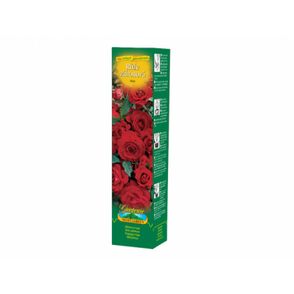 Růže záhonová červená - Rosa - prodej prostokořenných sazenic - 1 ks