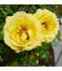 Růže záhonová žlutá - Rosa - prodej prostokořenných sazenic - 1 ks