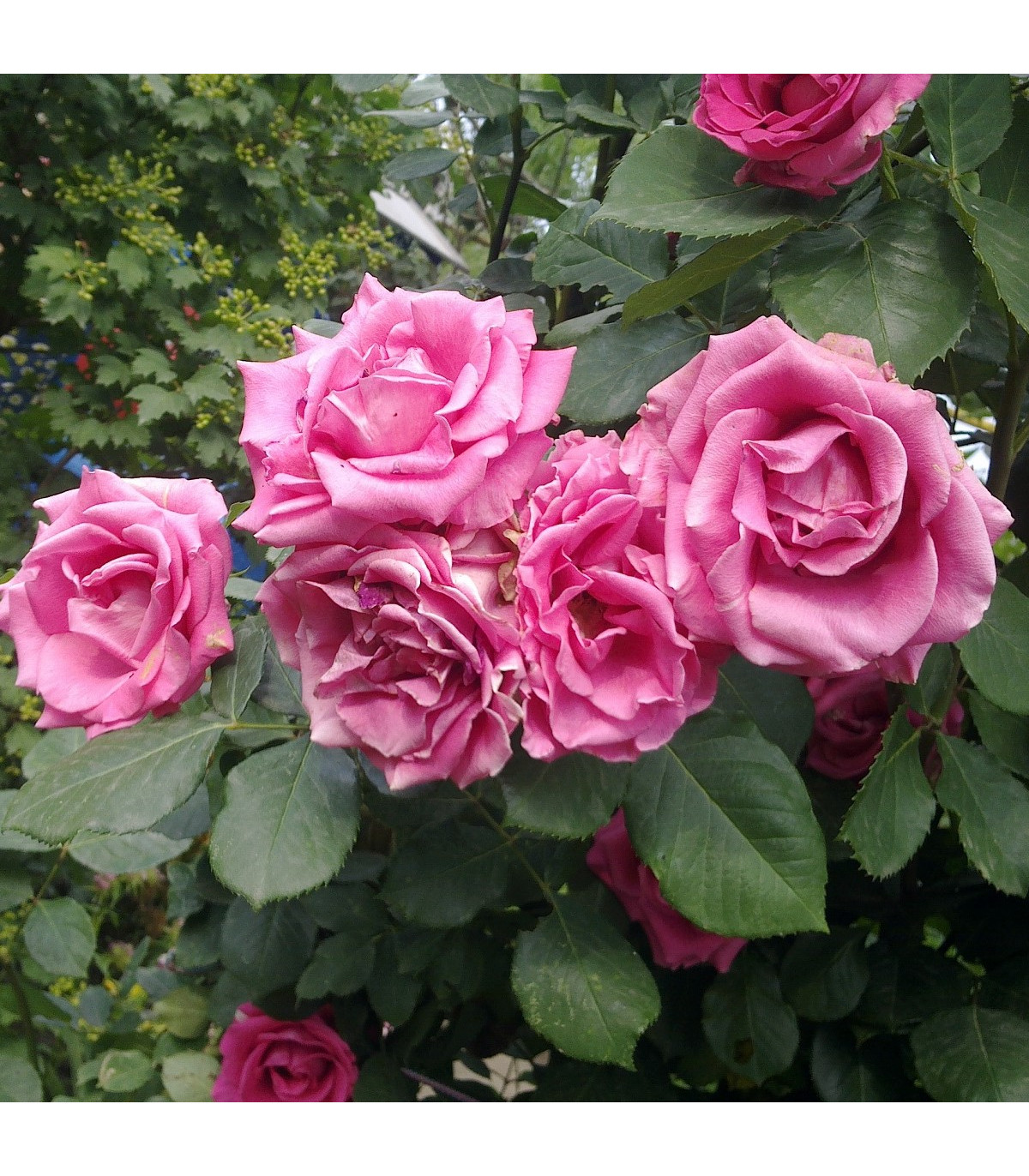 Růže záhonová tmavě růžová - Rosa - prodej prostokořenných sazenic - 1 ks
