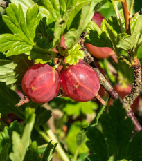 Angrešt červený - Ribes uva-crispa - prodej prostokořenných sazenic - 1 ks