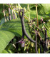 BIO Fazole Blauhilde - Phaseolus vulgaris - prodej bio semen - 25 ks