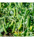 BIO Hrách dřeňový Gloriosa - Pisum sativum - prodej bio semen - 50 ks