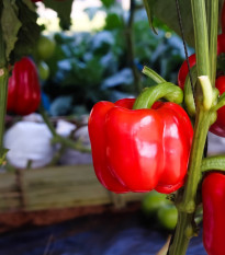 BIO Paprika Bellpepper červená - Capsicum annuum - prodej bio semen - 6 ks