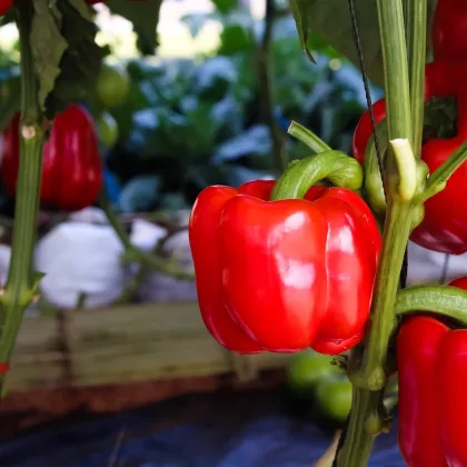 BIO Paprika Bellpepper červená - Capsicum annuum - prodej bio semen - 6 ks