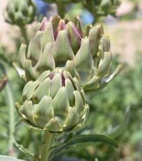 BIO Artyčok Green Globe - Cynara scolymus - prodej bio semen - 10 ks