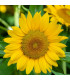 BIO Slunečnice Sunspot - Helianthus annuus - prodej bio semen - 8 ks