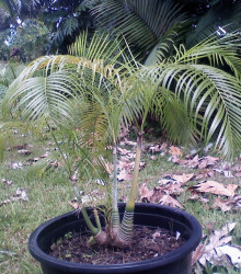 Palma zkroucená - Dypsis prestoniana - prodej semen - 3 ks