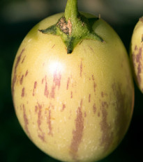 Pepíno - Solanum muricatum - prodej semen - 5 ks