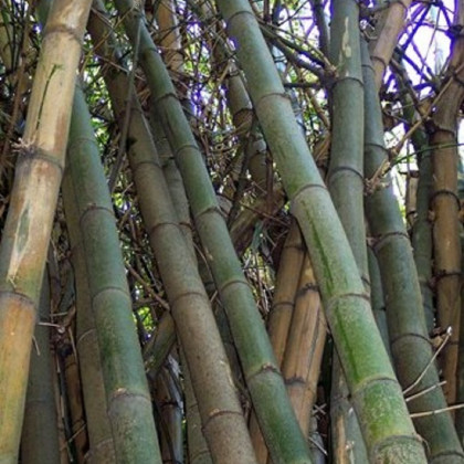 Bambus obrovský - Bambusa arundinacea - prodej semen - 5 ks