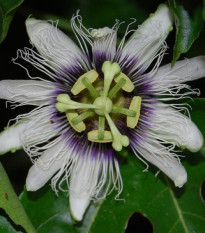 Mučenka jedlá - Passiflora edulis - prodej semen - 5 ks