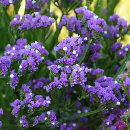 Limonka chobotnatá fialová - Limonium sinuatum - prodej semen - 30 ks