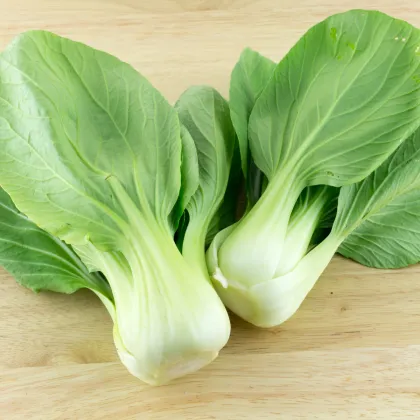 Pak Choi Shanghai - Brassica rapa chinensis - prodej semen - 200 ks